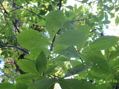 Carya tomentosa