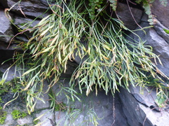 Asplenium septentrionale