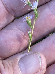 Symphyotrichum simmondsii