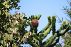 Araucaria araucana