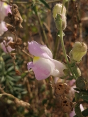 Antirrhinum