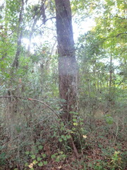 Carya tomentosa