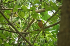 Momotus subrufescens