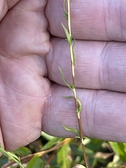 Symphyotrichum simmondsii