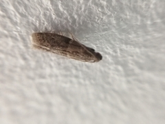 Lepidoptera