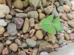 Oxalis latifolia