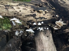 Crepidotus applanatus