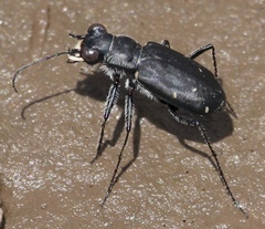 Cicindela nigrocoerulea