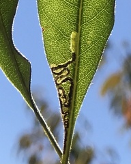 Stigmella betulicola