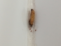 Lepidoptera