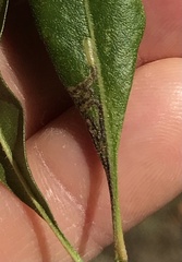 Stigmella betulicola