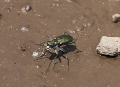 Cicindela nigrocoerulea