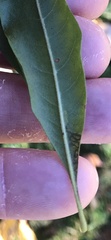 Stigmella betulicola