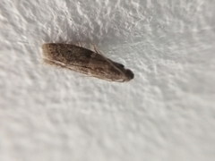 Lepidoptera