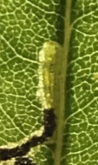 Stigmella betulicola