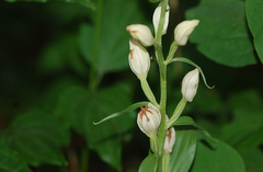 Cephalanthera damasonium