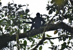 Ateles fusciceps fusciceps