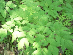Actaea erythrocarpa