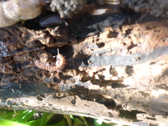 Polydesmus complanatus