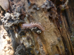 Polydesmus complanatus