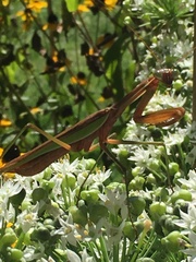 Tenodera sinensis