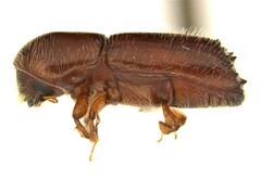 Xyleborus celsus