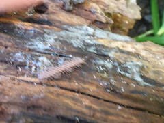 Polydesmus complanatus