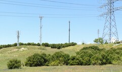 Pinus pinea