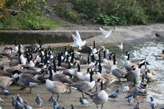 Branta canadensis