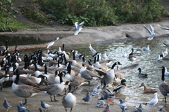 Branta canadensis