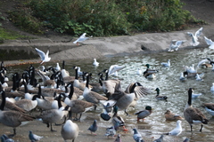 Branta canadensis