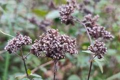 Origanum vulgare