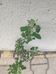 Chenopodium album