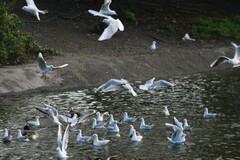 Chroicocephalus ridibundus