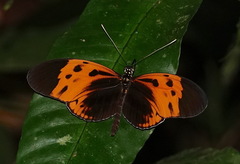 Heliconius numata