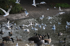 Chroicocephalus ridibundus