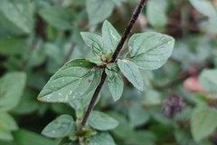 Origanum vulgare