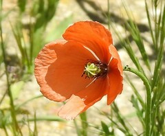 Papaver dubium