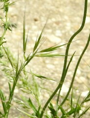 Festuca myuros