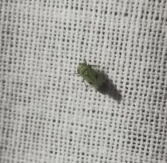 Nephotettix nigropictus