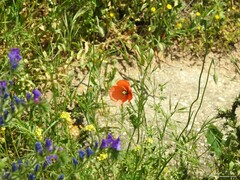 Papaver dubium