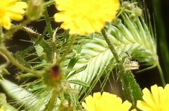 Hordeum murinum leporinum