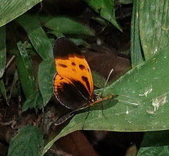 Heliconius numata