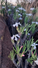 Pachypodium succulentum