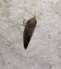 Synophropsis lauri