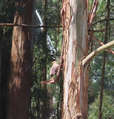 Buteogallus meridionalis