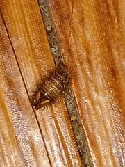 Dermestidae