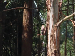 Buteogallus meridionalis