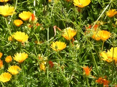 Calendula arvensis