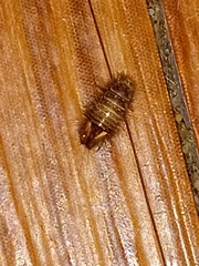 Dermestidae